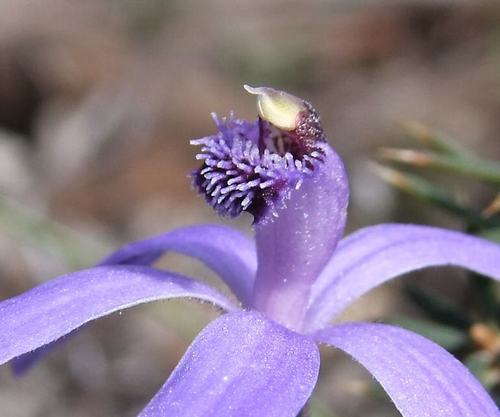 Genus Pheladenia · iNaturalist