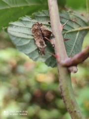 Melanchra persicariae
