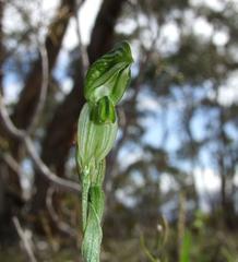 Pterostylis chlorogramma