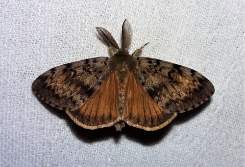 Spongy Moth, photo 4 of 10