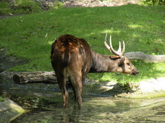Visayan Spotted Deer photo 3