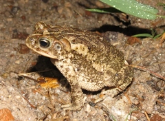 Incilius coccifer