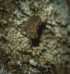 Cotylana angustifrons