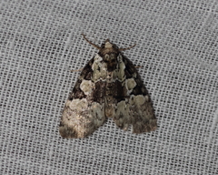 Leuconycta lepidula
