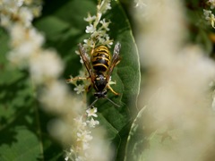 Dolichovespula saxonica
