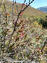 Berberis sibirica