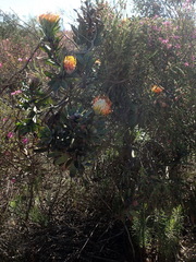 Leucospermum pluridens