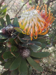 Leucospermum pluridens