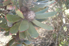 Leucospermum pluridens