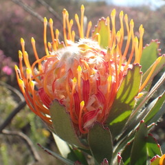 Leucospermum pluridens