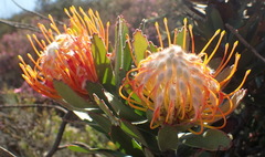 Leucospermum pluridens