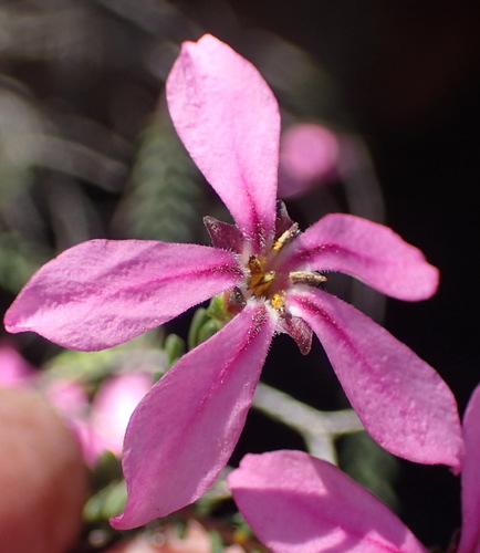 Image of Acmadenia sheilae by (c) Nicola van Berkel, some rights reserved (CC BY-SA)
