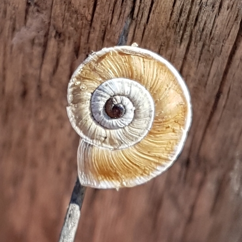 Representative image of Xerosecta explanata