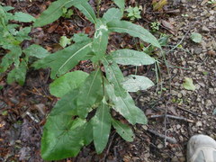 Senecio ovatus alpestris