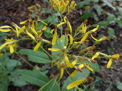 Senecio ovatus alpestris
