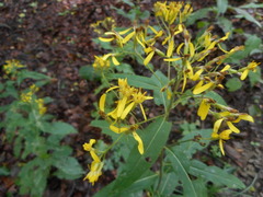 Senecio ovatus alpestris