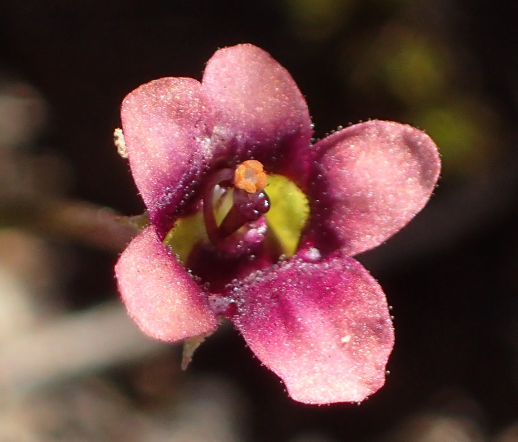 Diascia humilis