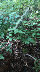 Dirca palustris