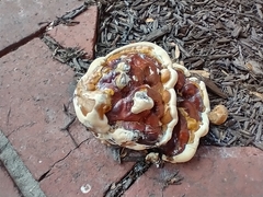 Ganoderma sessile