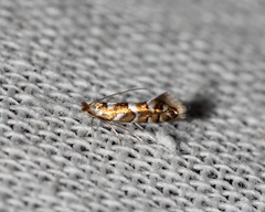 Macrosaccus morrisella