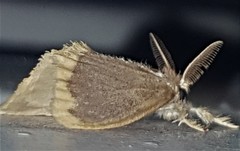 Euproctis fimbriata