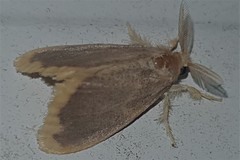 Euproctis fimbriata