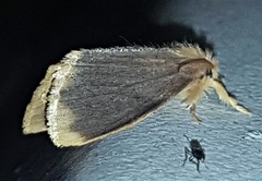 Euproctis fimbriata
