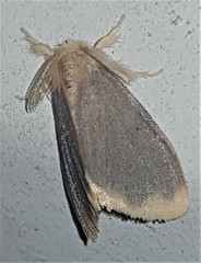 Euproctis fimbriata