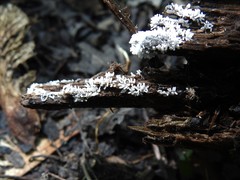 Ceratiomyxa fruticulosa fruticulosa