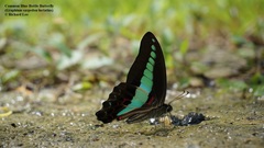 Graphium sarpedon luctatius
