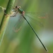 Western Willow Spreadwing - Photo (c) Jakob Fahr, some rights reserved (CC BY-NC), uploaded by Jakob Fahr