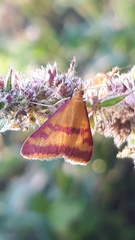 Pyrausta sanguinalis