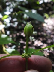 Neolasioptera lycopi