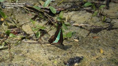 Graphium sarpedon luctatius