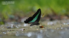 Graphium sarpedon luctatius