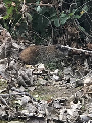 Marmota monax
