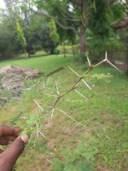 Vachellia sieberiana