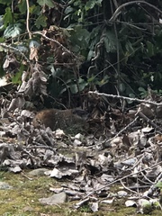 Marmota monax