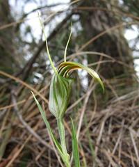 Pterostylis grandiflora