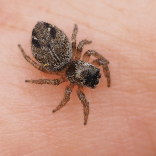 Vaivorykštinis musėgaudis nuotrauka