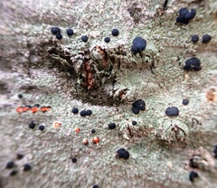 Mycoblastus sanguinarioides