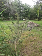 Vachellia sieberiana