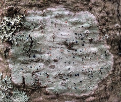 Mycoblastus sanguinarioides