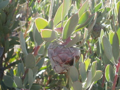 Protea pendula