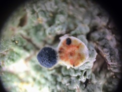 Mycoblastus sanguinarioides