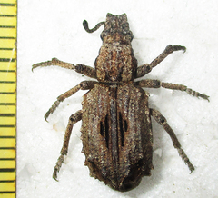 Microcerinae