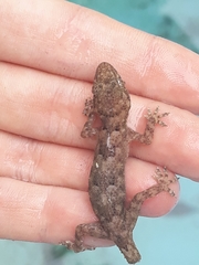 Hemidactylus mabouia