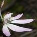 Caladenia fuscata - Photo (c) Reiner Richter,  זכויות יוצרים חלקיות (CC BY-NC-SA), הועלה על ידי Reiner Richter