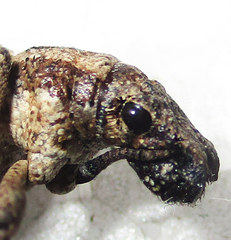 Microcerinae