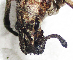 Microcerinae